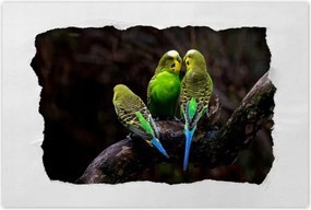 Poszterek 60x40 Papagájok Madarak