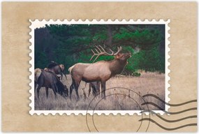 Poszterek 60x40 Szarvas Erdő Tájkép