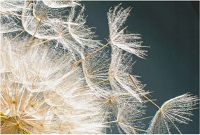 Dekoratív Fotótapéta Falra Pitypang Könnyűség 104x70 Ragasztó