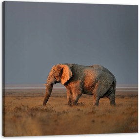 Vászonkép Elefánt szavanna Afrika Ég Fű 60X60 cm