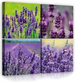 Vászonkép 50x50 Levendula mező levendula természet virágok lila nyár nyugalom