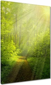 Vászonkép 70x100 Varázslatos erdő Sugárzás