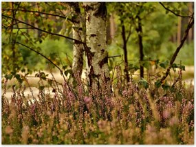 Poszterek 135x100 Nyírfa a hangák között Erdő
