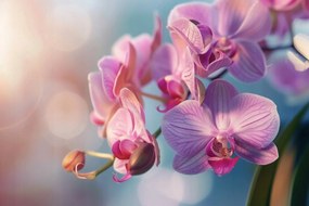 Vászonkép Canvas Virág Orchidea Természet Zen 120x80