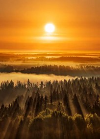 Művészeti fotózás Golden beautiful foggy forest sunbeams, Aulanko,, Milamai, (30 x 40 cm)