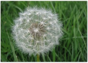 Poszterek 100x70 Pitypang Virág Virágok