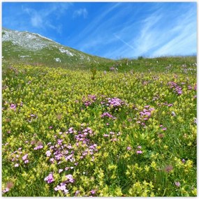 Poszterek 70x70 Alpesi rét