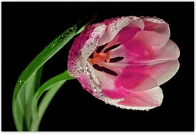 Poszterek 200x135 Rózsaszín tulipán
