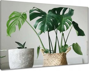 Våszonkép 100x70 Mosnter levelei lyukas