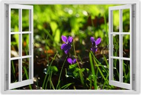 Poszterek 60x40 Mezei ibolya