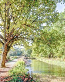 Poszter 40x50cm Ösvény a csatorna felett az erdőben, Assaf Frank