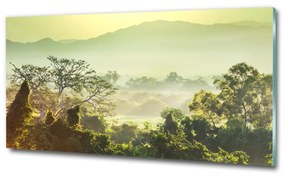 Üvegfotó Dzsungel osh-66007355