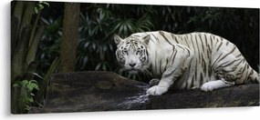 Kép - albínó tigris (120x50 cm)