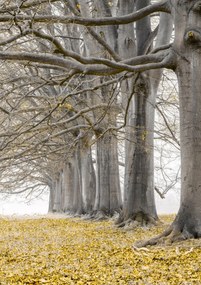 Poszter 21x29,7cm Fák egy sorban sárga levelek, Assaf Frank