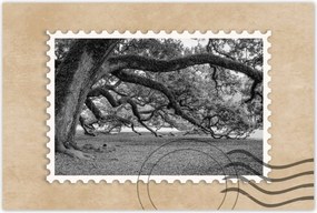 Poszterek 60x40 ErĆteljes tölgyek