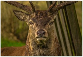 Poszterek 155x105 Szarvas tekintet