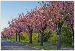 Poszterek 200x135 Fa Fák Kilátás