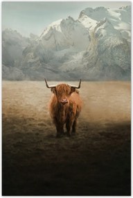 Poszterek 40x60 Skót tehén szarvasmarha