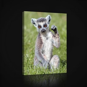 Vászonkép, Lemur 60x80 cm méretben