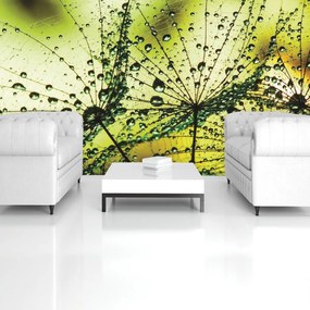 Fotótapéta - Pitypang - absztrakt - zöld (152,5x104 cm)
