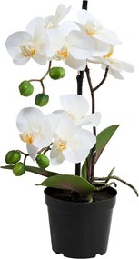 FLORISTA cserepes orchidea, 35 cm