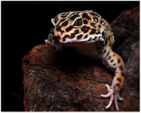 Poszterek 50x40 Gekkó leopárd gyík