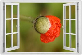 Poszterek 90x60 Pipacs Virágok