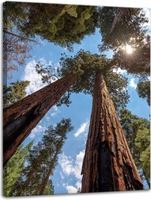 Vászonkép Magas fák Ég Természet Nap 30x40 cm