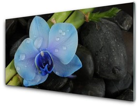 Akrilkép Stones virág növény 140x70 cm