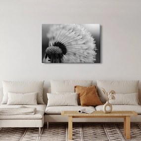 Pitypang képe - fekete fehér (90x60 cm)