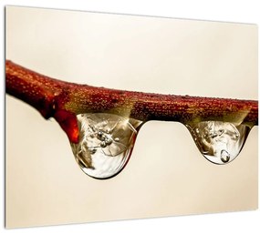 Vízcseppek a faágon képe (üvegen) (70x50 cm)
