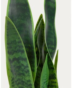 Műnövény (magasság 55 cm) Sansevieria – Kave Home