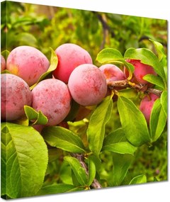 Vászonkép 30x30 Finom szilva