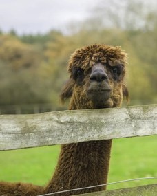 Poszter 40x50cm Közelkép az Alpokról, Assaf Frank