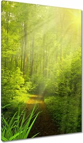 Vászonkép 80x120 Varázslatos erdő Tájkép