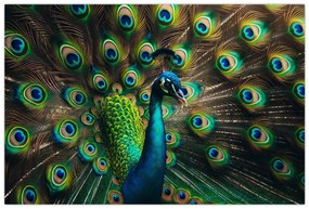 Kép – Pávatoll (90x60 cm)