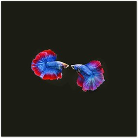 Poszterek 140x140 Színes két harcos