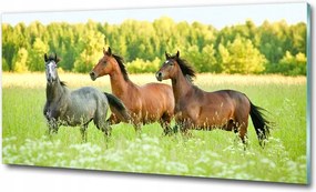 Fotótapéta üvegfalra Lovak a galoppban 125x50