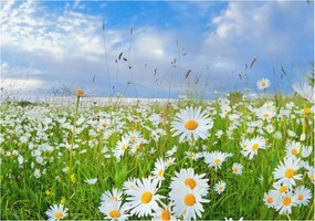 Flizelin tapéta Flizelin Fali Prémium Nyári rét 208x146 Ragasztó