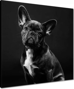 Vászonkép 50x50 Fekete francia bulldog