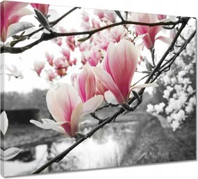 Vászonkép 50x40 Magnólia Virágok