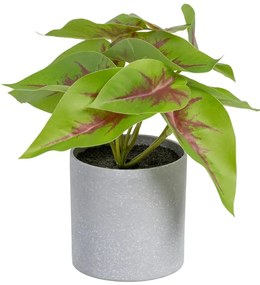 Műnövény (magasság 20 cm) Syngonium – Ixia