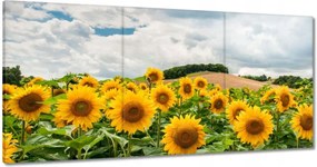 Vászonkép 60x30 Tájkép napraforgókkal