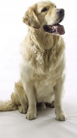 Poszter 50x100cm Golden Retriever, fehér alapon, Assaf Frank