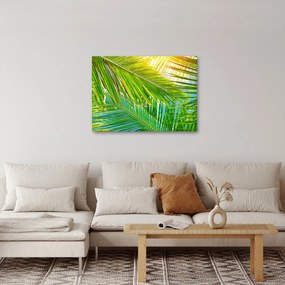 Kép - Pálmalevelek (70x50 cm)