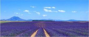 Kép - Levendula mező (120x50 cm)