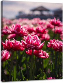 Botanika Vászonkép Tulipánmező 30x40 cm