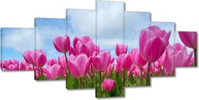 Képek 210x100 Tulipánok Virágok
