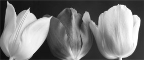 Kép - fekete-fehér tulipán virág (120x50 cm)