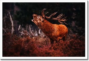 Poszterek keretben 60x40 Szarvas az erdőben